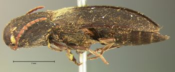 Media type: image;   Entomology 2362 Aspect: habitus lateral view